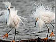 Play White hairy birds slide puzzle