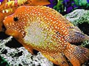 Play Big orange fish puzzle