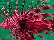 Play Red lionfishes puzzle