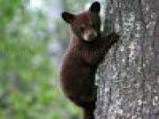 Play Cute bear