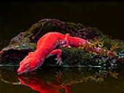 Play Red iguana on the island slide puzzle