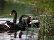 Play Black swans
