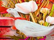 Play Pink footed goose puzzle