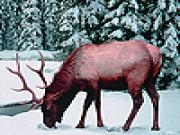 Jugar a Alone snow deer slide puzzle