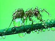 Play Green ant in the rain slide puzzle