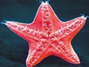 Jugar a Red sea star slide puzzle