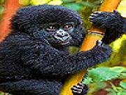 Play Black baby gorilla slide puzzle