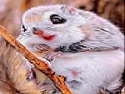 Play Funny mountain squirrel slide puzzle