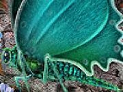 Play Green garden butterfly slide puzzle