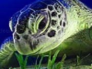 Play Giant sea turtle puzzle