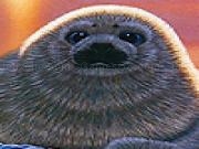 Spielen Gray little seal slide puzzle
