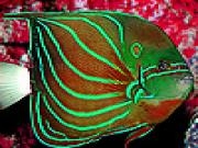 Jugar a Flat fluorescent fish slide puzzle