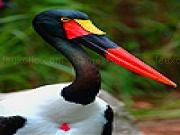Play Red billed water bird slide puzzle