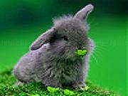 Play Gray rabbit in garden slide puzzle
