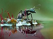 Play Black ant in the lake slide puzzle