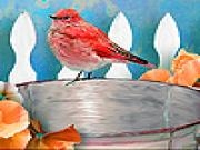 Play Bird in the bucket slide puzzle