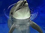 Play Funny dolphin in the pool slide puzzle
