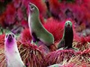 Jugar a Pink sea lions puzzle