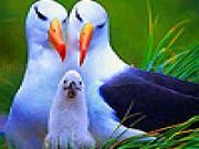 Play Sweet tropical birds puzzle