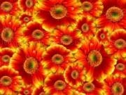 Play Gerba flowers slider