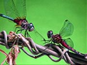 Play Two hungry flies puzzle