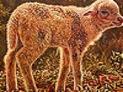 Spielen Furry lamb slide puzzle