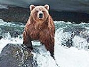 Play Ocean brown bear puzzle