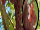 Play Grapes garden hidden numbers
