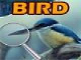 Play Spot the difference birds