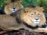 Jugar a Lion jigsaw puzzle