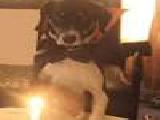 Play Cham n blacky el juego