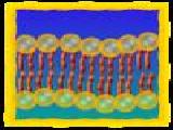 Play Cell defense the plasma membrane