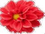 Play Dahlia jigsaw