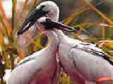 Play The most beautiful bird couple puzzle