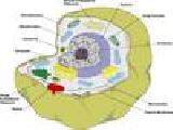 Play Cell structure and function