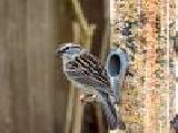Play Chipping sparrow