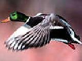 Jugar a Mixed flying birds puzzle
