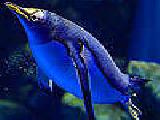 Play Blue little penguin puzzle
