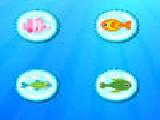 Play Color fish quest