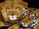 Play Hidden spots-wild animals