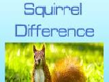 Spielen Squirrel difference