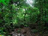 Play Escape from dense forest