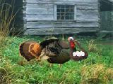 Play Fat turkey escape