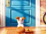 Play The secret life of pets numbers