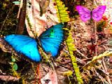 Play Butterfly forest escape
