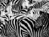 Play Zebra slider