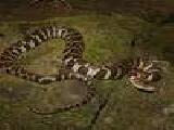 Play Northern watersnake jigsaw puzzle