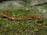 Play Long-tailed salamander jigssaw puzzle