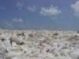 Play Sanibel islands slider