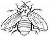 Play Coloring insects -1